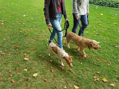 Saint Quentin Éducation canine à Saint-Quentin