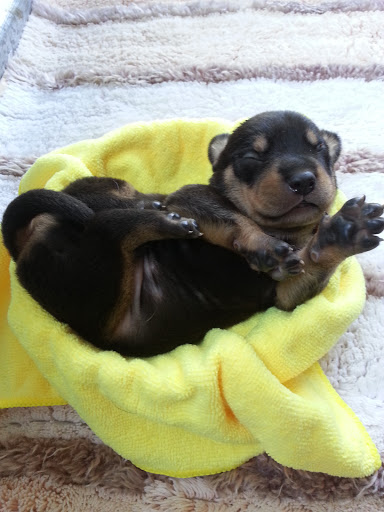 Pet Supply Store «Silvers Pet & Feed Supply», reviews and photos, 675 FM1103, Cibolo, TX 78108, USA