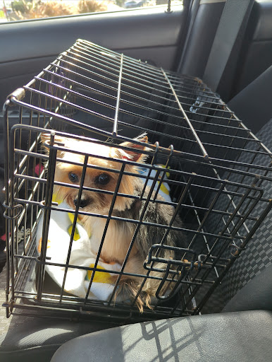 Pet Supply Store «PetSmart», reviews and photos, 6102 Ave J, Galveston, TX 77551, USA