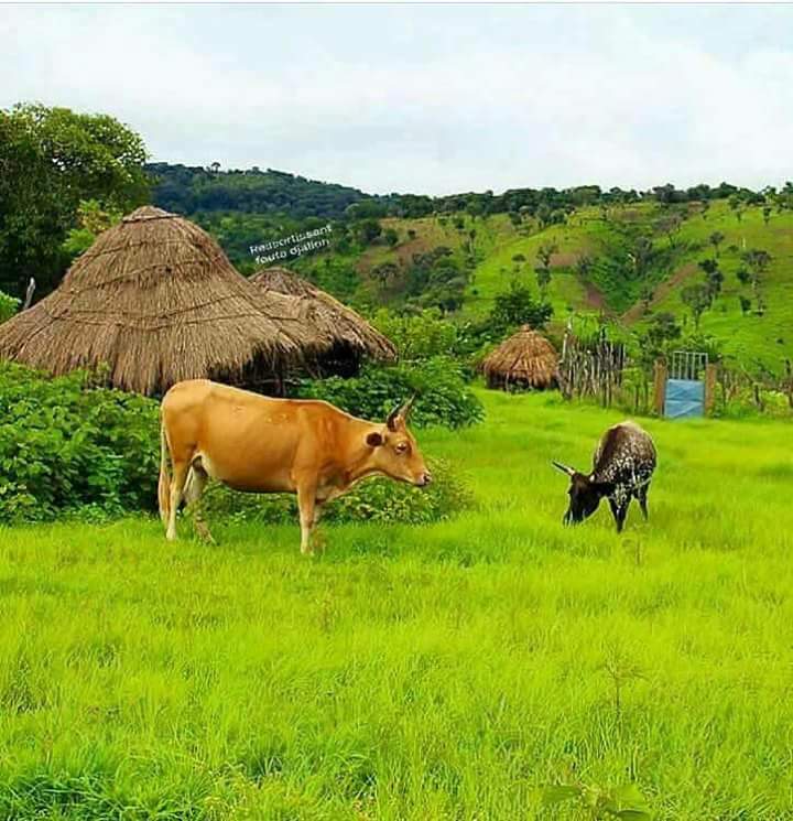 Mamou, Gine