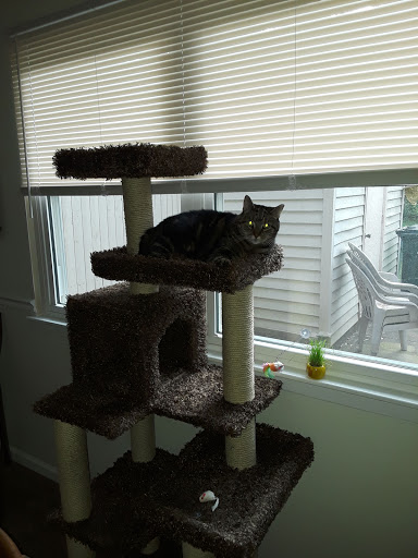 Pet Supply Store «PetSmart», reviews and photos, 1010 E Lancaster Ave, Downingtown, PA 19335, USA