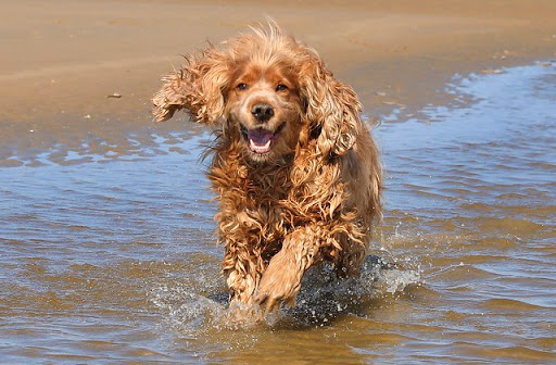 Dog Park «Mt. Airy Dog Park», reviews and photos, 3006 Westwood Northern Blvd, Cincinnati, OH 45211, USA