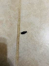 Massey Services Pest Control - Photo 7 - Car repair in Stafford, TX, Sugar Land