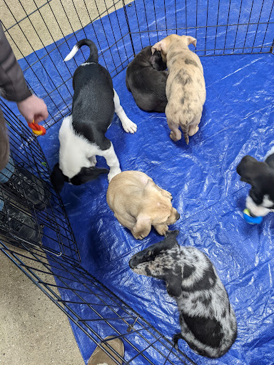 Pet Supply Store «Premier Pet Supply», reviews and photos, 31215 Southfield Rd, Beverly Hills, MI 48025, USA