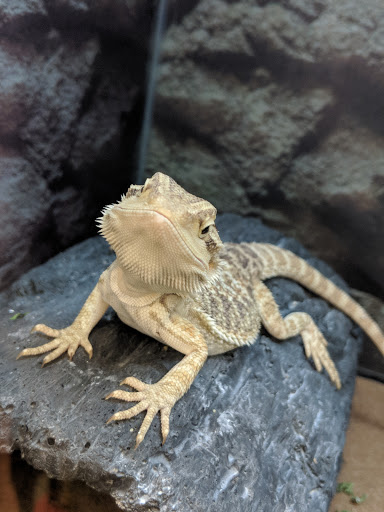 Pet Supply Store «Petco Animal Supplies», reviews and photos, 1917 Douglas Blvd, Roseville, CA 95661, USA