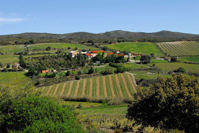 Domaine Gauby à Calce