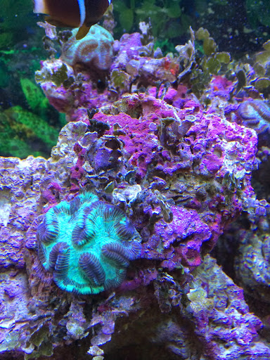 Pet Store «Colchester pet Shop LLC», reviews and photos, 111 Loomis Rd #2a, Colchester, CT 06415, USA