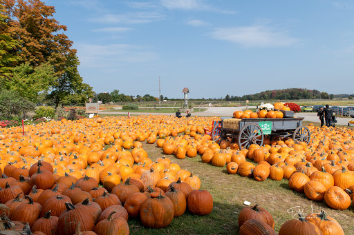 Pumpkin patch Mississauga