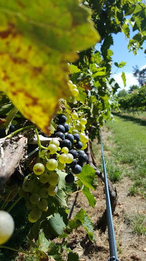 Winery «Pizzadili Vineyard & Winery», reviews and photos, 1671 Peach Basket Rd, Felton, DE 19943, USA