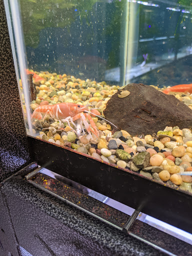 Fish Store «Aquatek Tropical Fish», reviews and photos, 8023 Burnet Rd # 1, Austin, TX 78757, USA