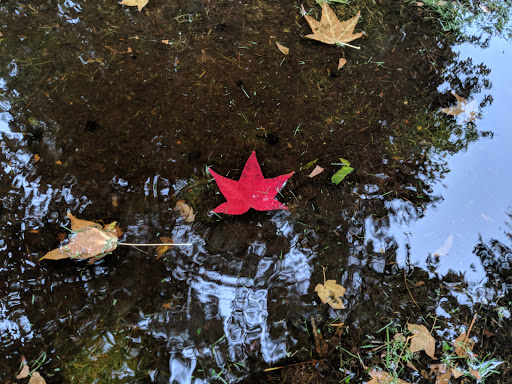 Park «North Lynnwood Park», reviews and photos, 18510 44th Ave W, Lynnwood, WA 98037, USA