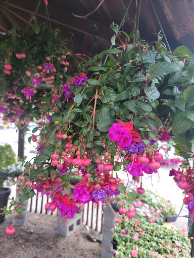 Florist «Dynamic Flowers of Royal Oak», reviews and photos, 3221 N Main St, Royal Oak, MI 48073, USA