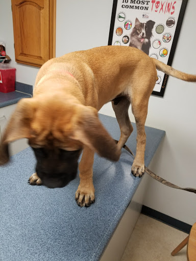 Aledo Veterinary Clinic