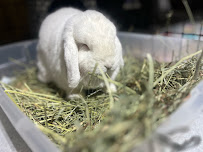 Happy Bunny Sitting - Photo 8 - Car repair in , Fremont