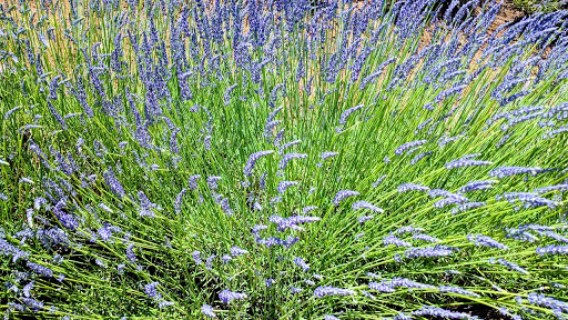 Farm «Oregon Lavender Farm», reviews and photos, 20949 S Harris Rd, Oregon City, OR 97045, USA