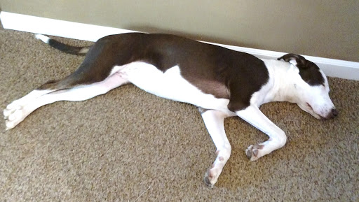 Pet Supply Store «Jeffers Pet», reviews and photos, 310 W Saunders Rd, Dothan, AL 36301, USA