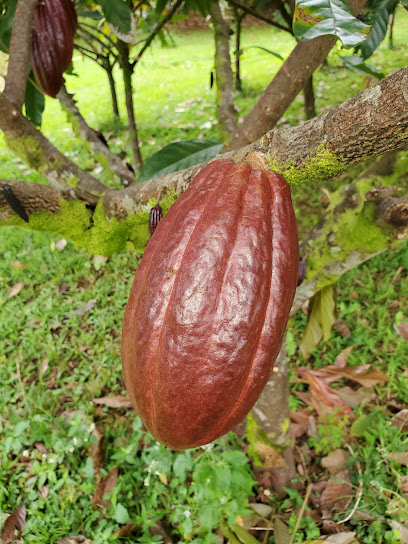 Mauna Kea Cacao