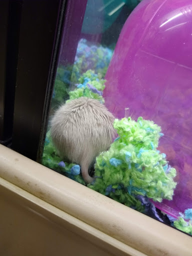 Pet Supply Store «PetSmart», reviews and photos, 9970 Sowder Village Square, Manassas, VA 20109, USA