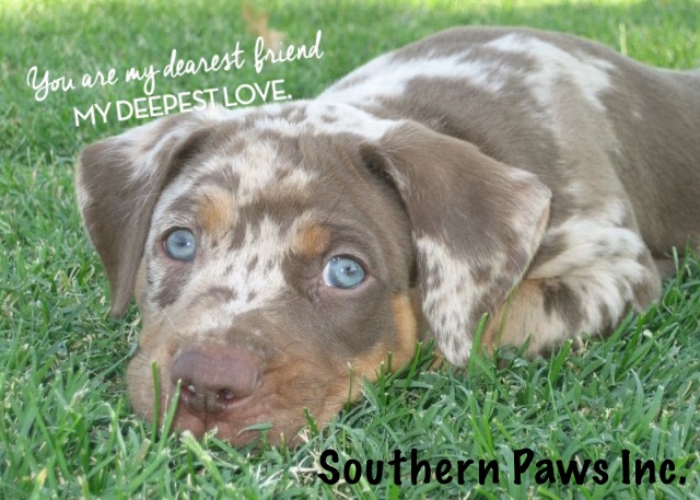 Southern Paws Inc.