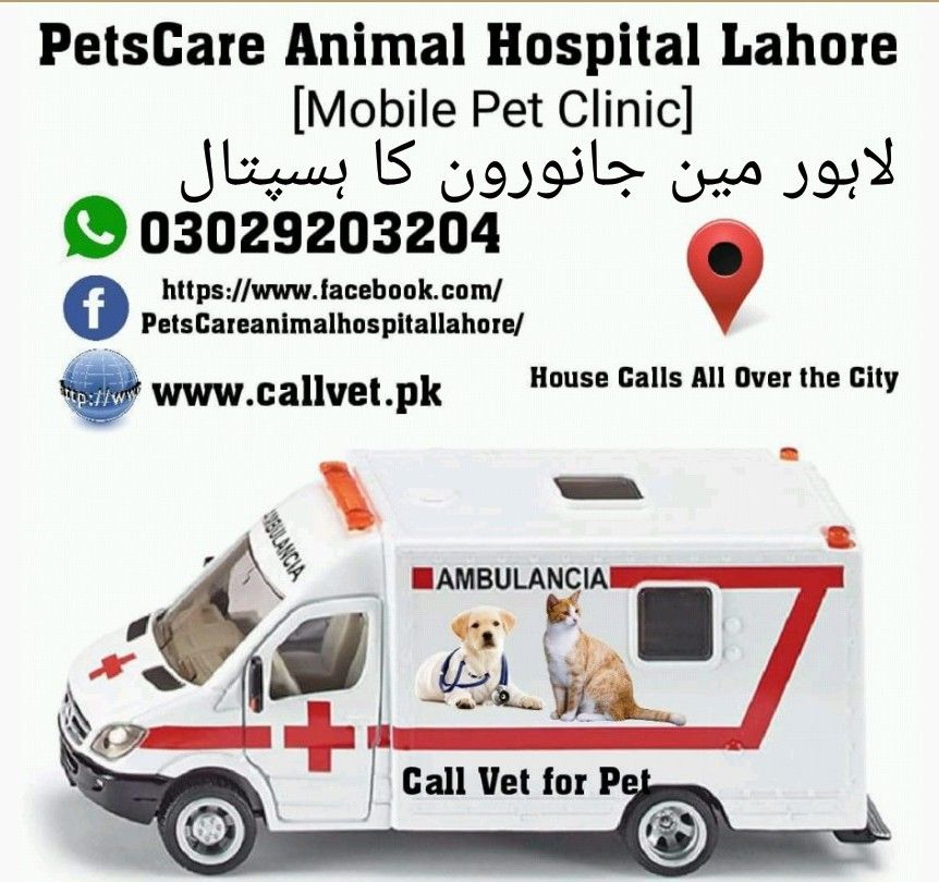 Callvet.pk PetsCare Animal Hospital Lahore (Mobile Pet Vet Clinic)