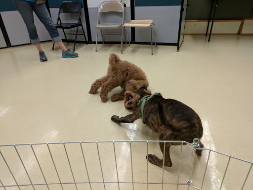 Pet Supply Store «Petco Animal Supplies», reviews and photos, 416 Crossroads Blvd, Cary, NC 27518, USA