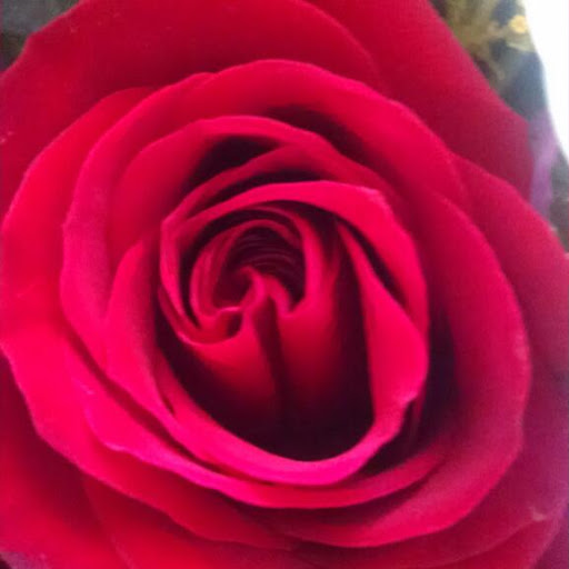 Florist «Skyline Flower», reviews and photos, 3064 S Highland Dr, Salt Lake City, UT 84106, USA