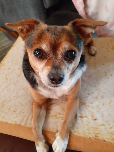 Pet Supply Store «Petco Animal Supplies», reviews and photos, 4012 W 27th Ave, Kennewick, WA 99337, USA