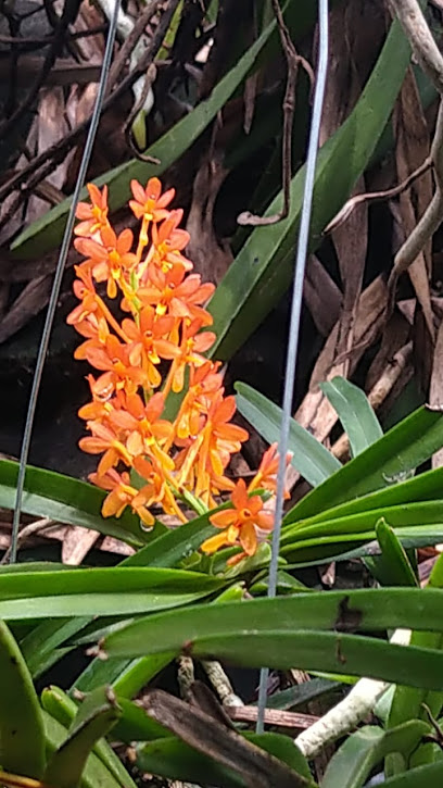 Khoirul Spesies Orchid