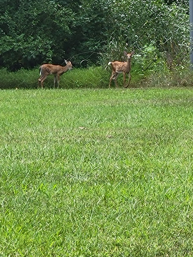 National Forest «Hoosier National Forest», reviews and photos, 811 Constitution Ave, Bedford, IN 47421, USA