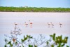 Flamingo Pond Overlook Logo, Whitby Na Ɔkyerɛwee, Turks A Caicos, Turistická Atrakce
