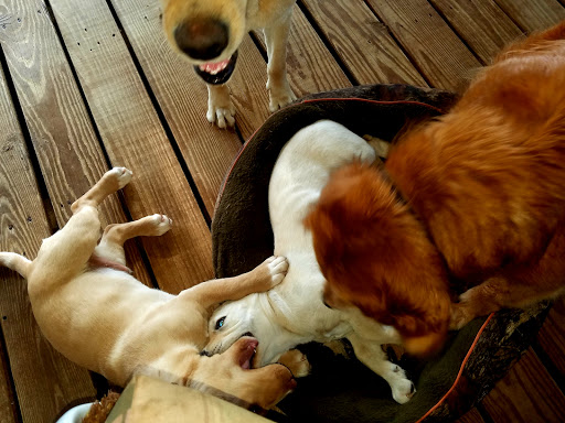 Pet Supply Store «PetSmart», reviews and photos, 1040 Cross Creek Dr, Saltillo, MS 38866, USA