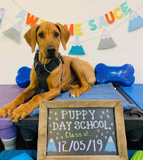 Rocky Mountain Dog Training - Photo 4 - Car repair in Broomfield, CO, Westminster