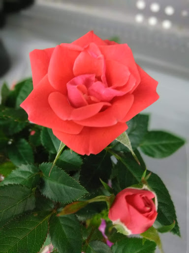 Supermarket «Walmart Neighborhood Market», reviews and photos, 2102 Main St, Dunedin, FL 34698, USA