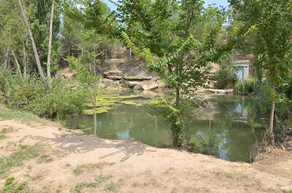 DAVISCAN GUARDERIA CANINA