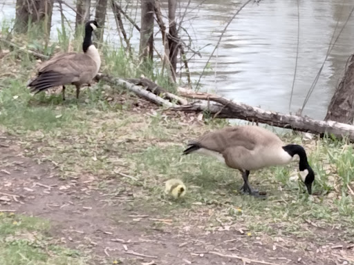 Golf Course «Mariana Butte Golf Course», reviews and photos, 701 Clubhouse Dr, Loveland, CO 80537, USA