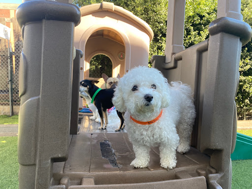 Fit N Furry Pet Resort & Training Center image