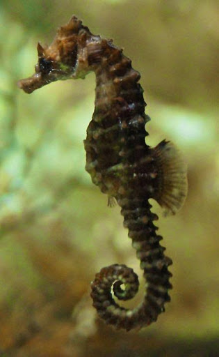 Pet Store «Mandarin SeaLife», reviews and photos, 9633 Old St Augustine Rd #2, Jacksonville, FL 32257, USA