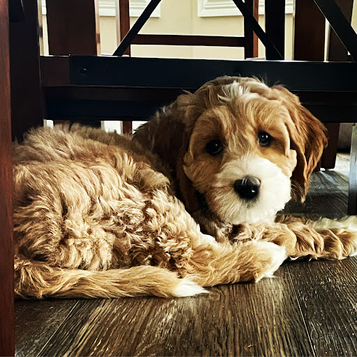 Joyful Hearts Labradoodles