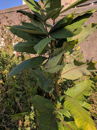 Observatory «Blue Hill Observatory Science Center Inc», reviews and photos, 1 Observatory Service Rd, Milton, MA 02186, USA