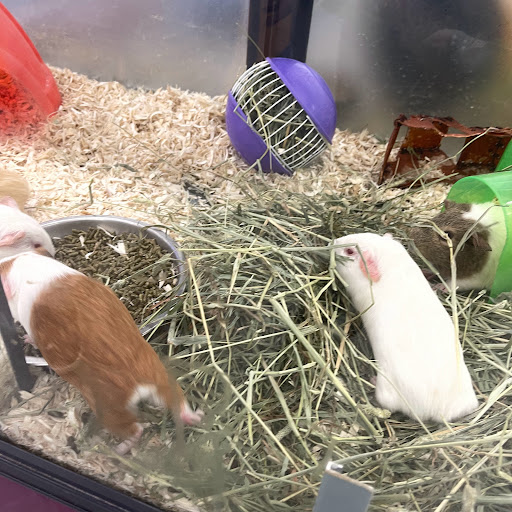 Pet Store «B & B Pet Stop, Inc.», reviews and photos, 5035 Cottage Hill Rd, Mobile, AL 36609, USA