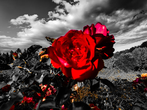 Park «Rood Bridge Park», reviews and photos, 4000 SE Rood Bridge Rd, Hillsboro, OR 97123, USA