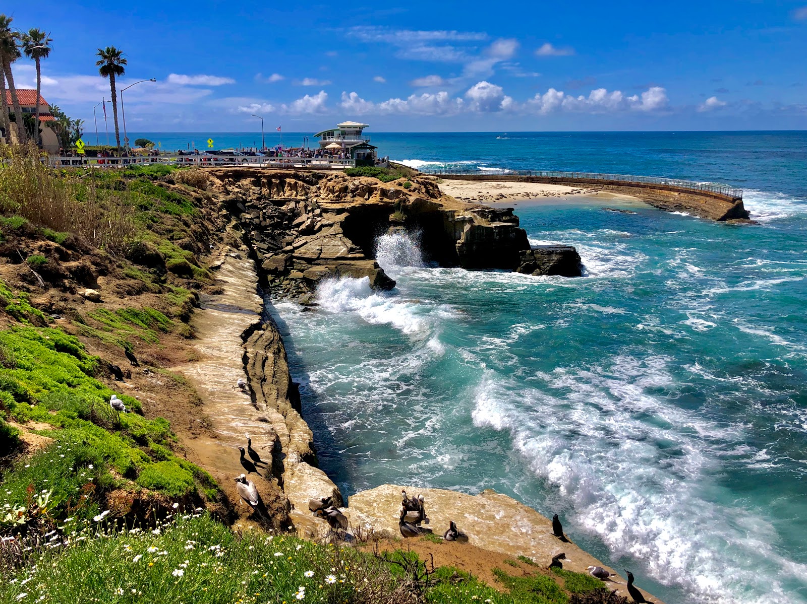 Children's Pool La Jolla beach (La Jolla, California) on the map with photos and reviews🏖️
