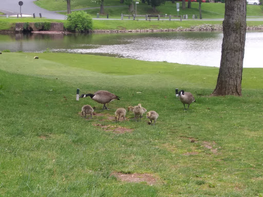 Golf Course «Flying Hills Golf Course», reviews and photos, 14 Village Center Dr, Reading, PA 19607, USA