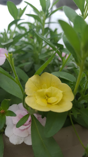 Garden Center «Town & Country Nurseries», reviews and photos, 1036 Saybrook Rd, Haddam, CT 06438, USA