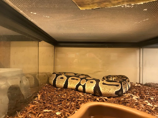 Pet Store «Lost Realms Pets», reviews and photos, 8059 N Cedar Ave, Fresno, CA 93720, USA