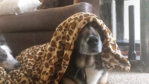 Tire Shop «Discount Tire Store - Spring Hill, TN», reviews and photos, 3000 Belshire Village Dr, Spring Hill, TN 37174, USA