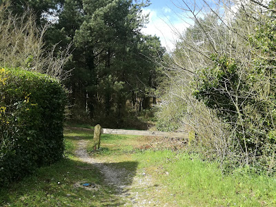 Bois de Brighton à Cayeux-sur-Mer