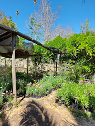 Vivero Las Camelias