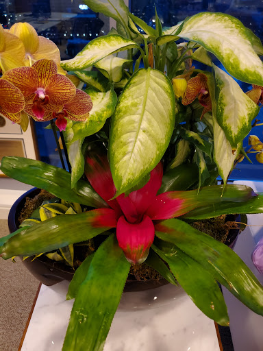 Asian Grocery Store «Battambang Market», reviews and photos, 120 Shirley Ave, Revere, MA 02151, USA