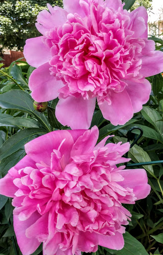 Park «Pearl Park», reviews and photos, 414 E Diamond Lake Rd, Minneapolis, MN 55419, USA